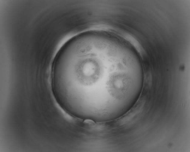 X0000101391103200807141126