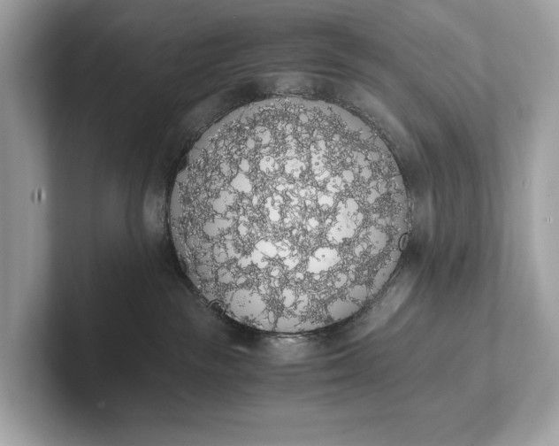 X0000101390189200807211020