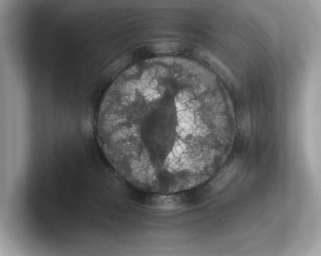 X0000101390277200807211019