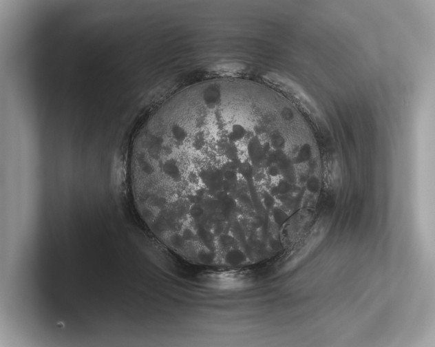 X0000101390365200807211018