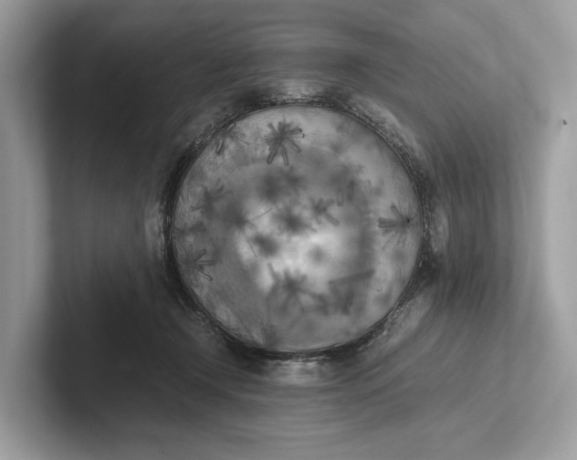 X0000101390366200807211018