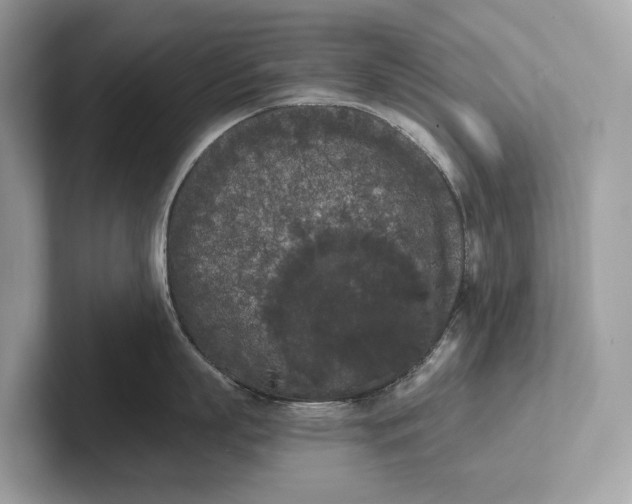 X0000101390863200807211012