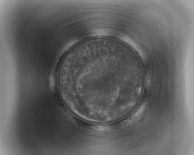 X0000101390874200807211011