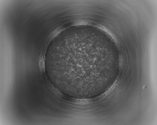 X0000101390921200807211010