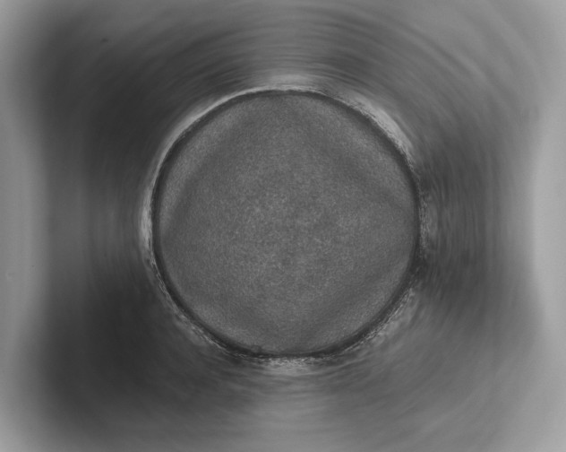 X0000101390944200807211010