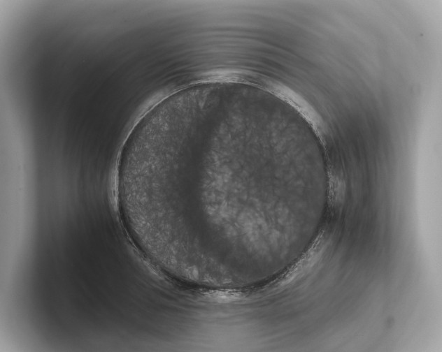 X0000101390994200807211009