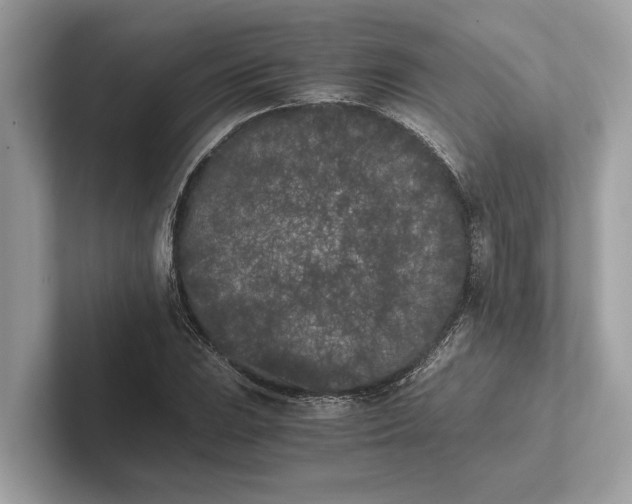 X0000101391023200807211009