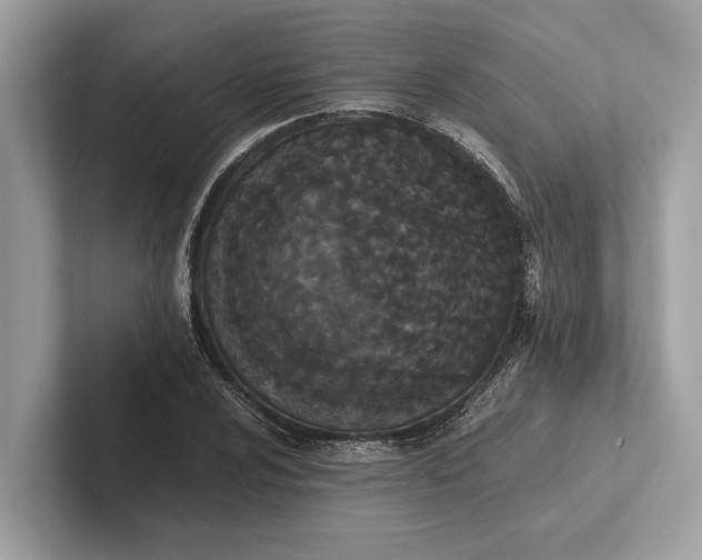 X0000101391024200807211009