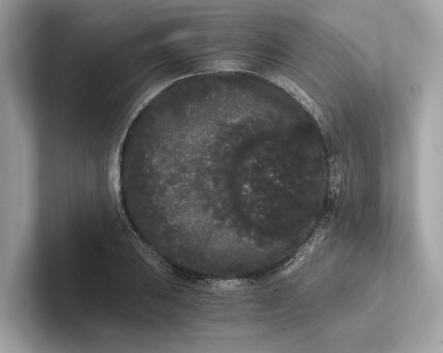 X0000101391031200807211009