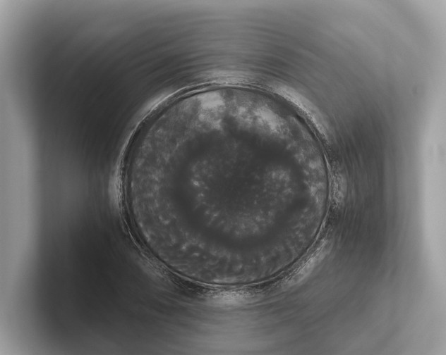 X0000101391074200807211008