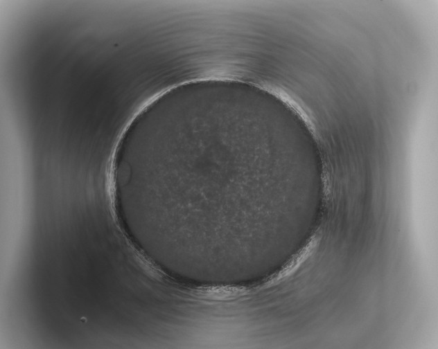 X0000101391077200807211008