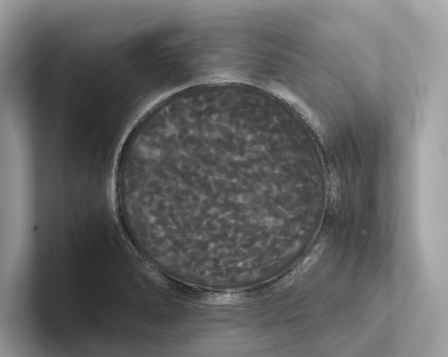 X0000101391278200807211006