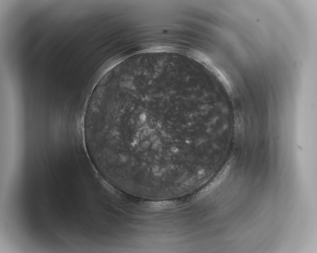 X0000101391425200807211004