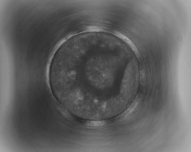 X0000101391427200807211004