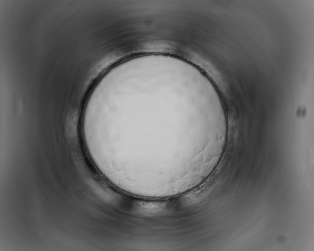X0000101390155200807280946