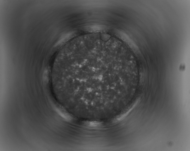 X0000101390165200807280946