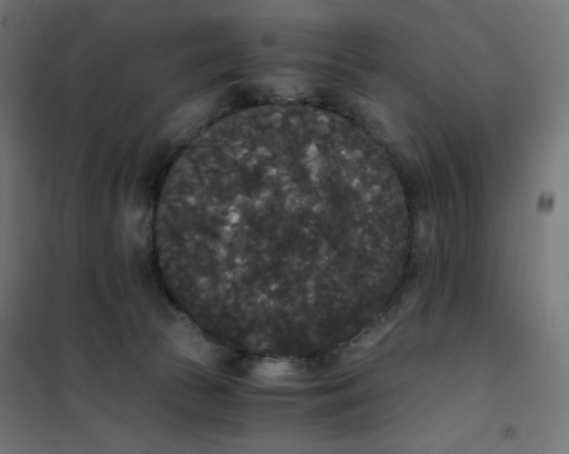 X0000101390177200807280946