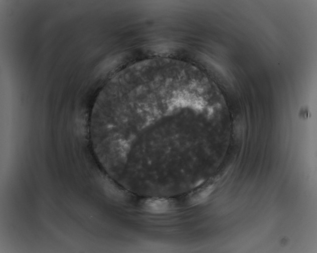 X0000101390181200807280946