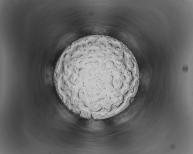 X0000101390185200807280946