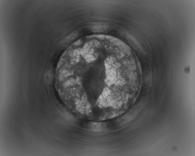 X0000101390277200807280945