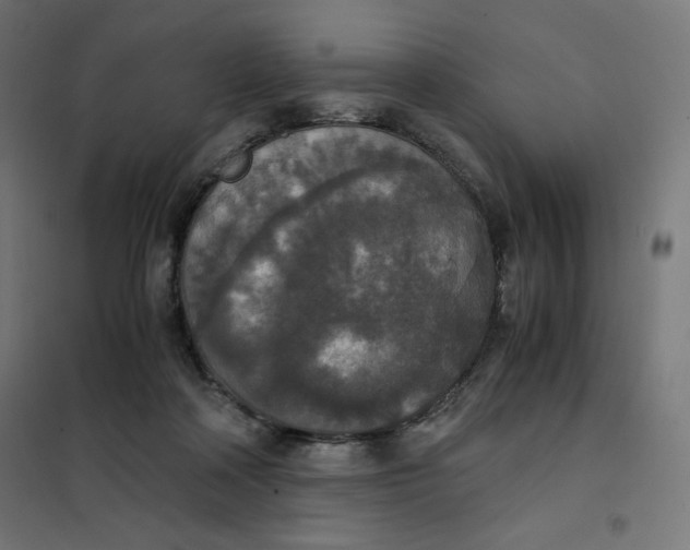 X0000101390314200807280944