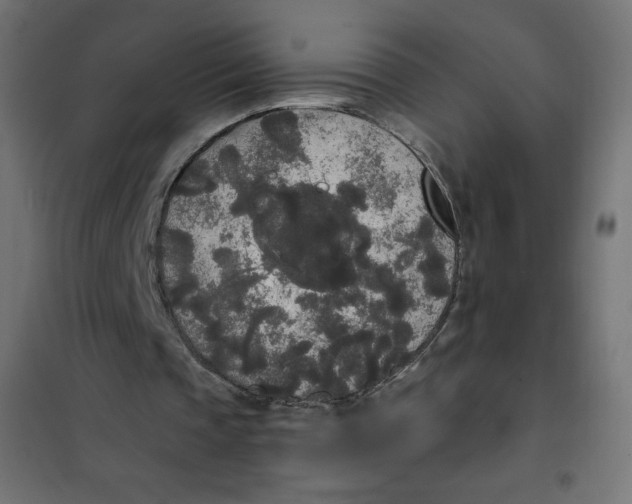 X0000101390337200807280943