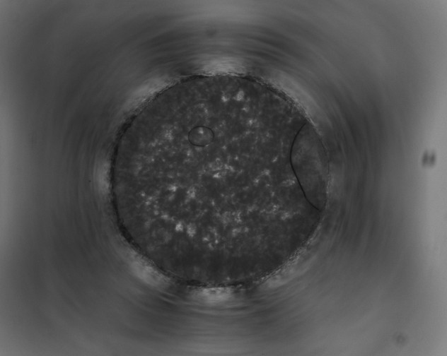 X0000101390353200807280943