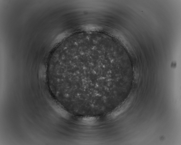 X0000101390357200807280943