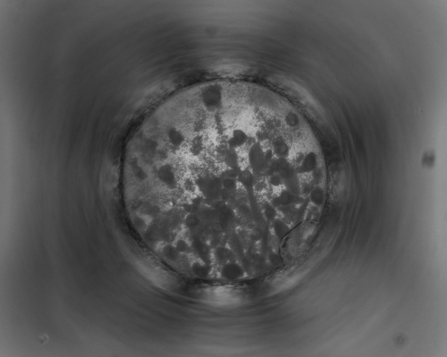 X0000101390365200807280943