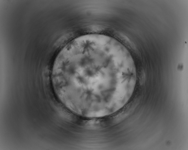 X0000101390366200807280943