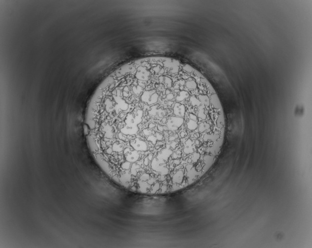 X0000101390369200807280943