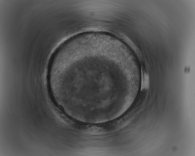 X0000101390387200807280943