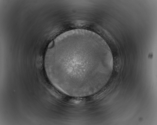X0000101390563200807280940