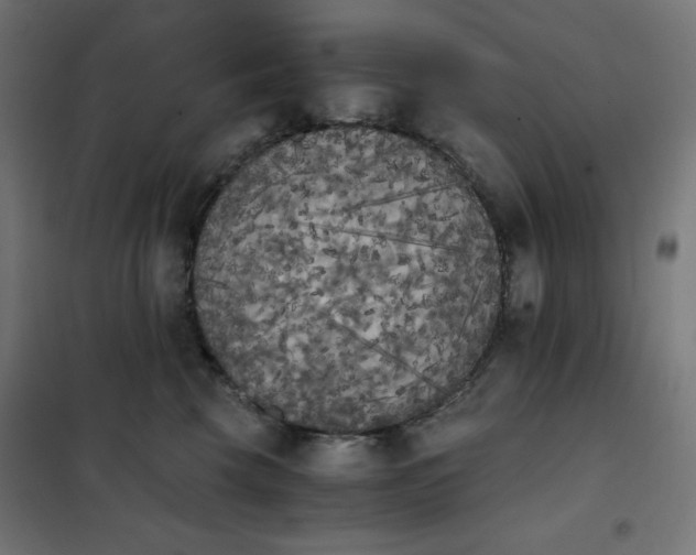 X0000101390569200807280940