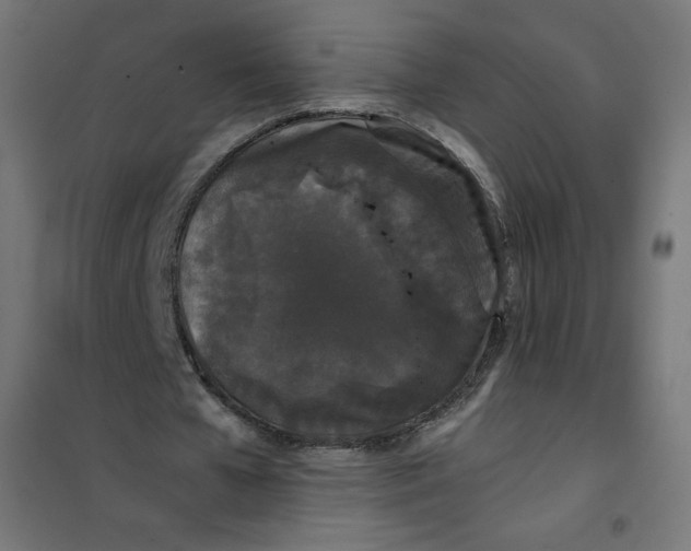 X0000101390577200807280940