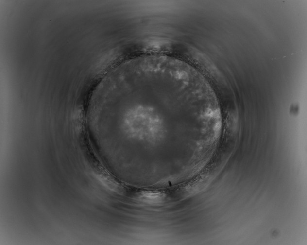X0000101390659200807280939