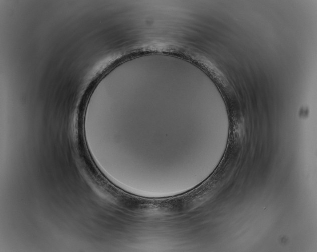 X0000101390678200807280938