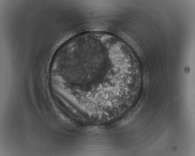 X0000101390721200807280937