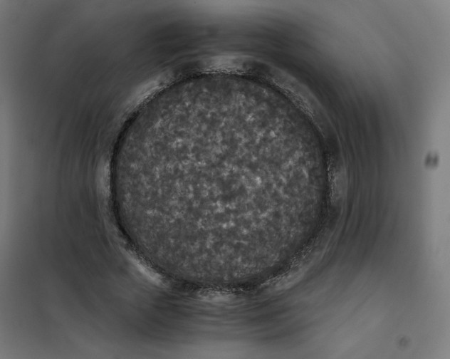 X0000101390729200807280937