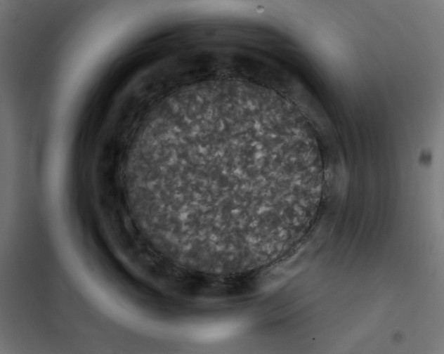 X0000101390765200807280938