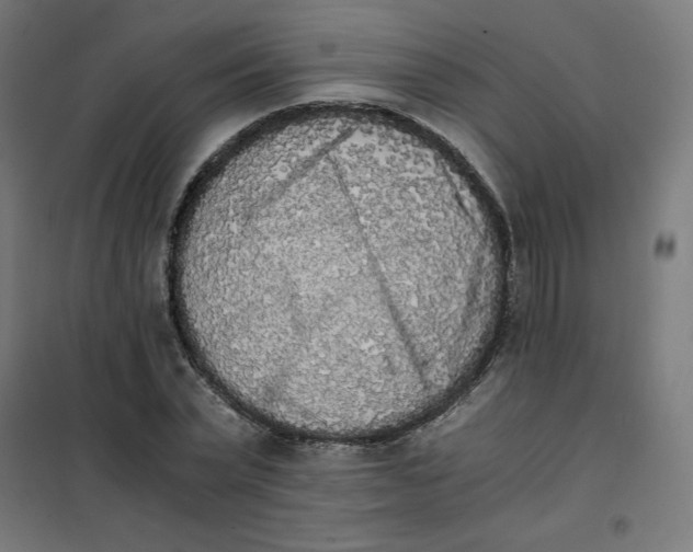 X0000101390783200807280937
