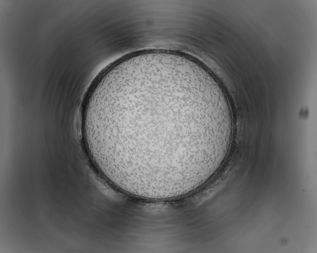 X0000101390838200807280936