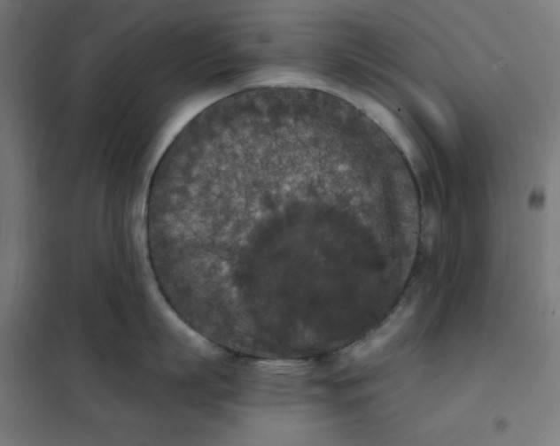 X0000101390863200807280936