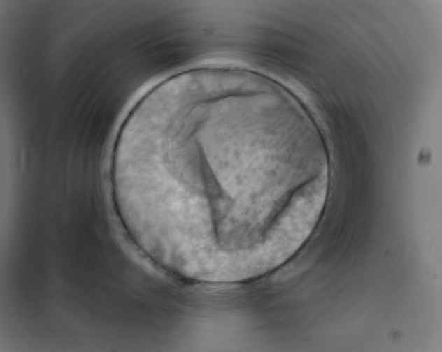 X0000101390864200807280936
