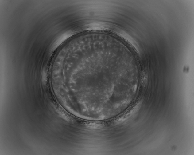 X0000101390874200807280935