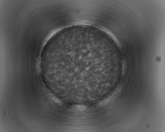 X0000101390878200807280935