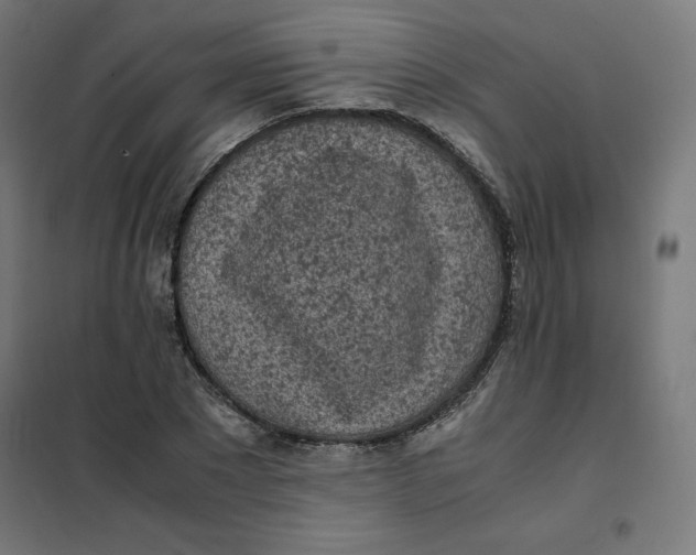 X0000101390881200807280935