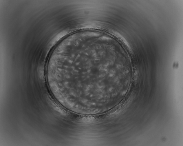 X0000101390882200807280935