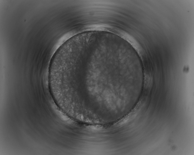 X0000101390994200807280933