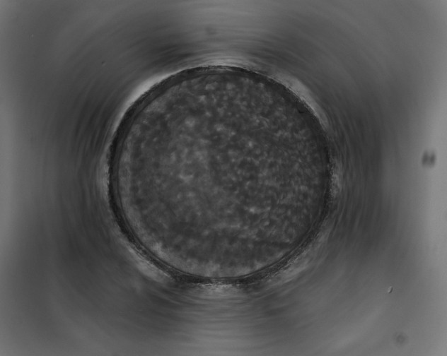 X0000101391024200807280933